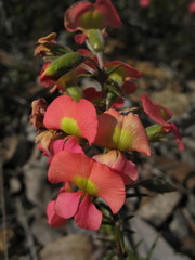 Gompholobium polymorphum