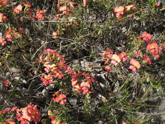 Gompholobium polymorphum