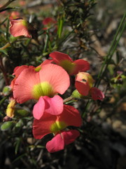 Gompholobium polymorphum