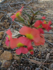 Gompholobium polymorphum