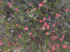 Gompholobium polymorphum