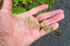 Myosotis verna