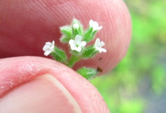 Myosotis verna
