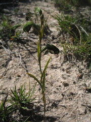 Pterostylis sargentii