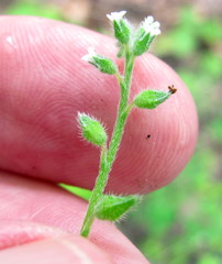 Myosotis verna
