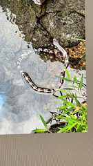 Lycodon futsingensis