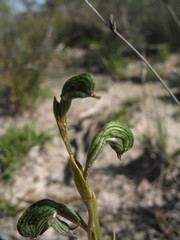 Pterostylis sargentii