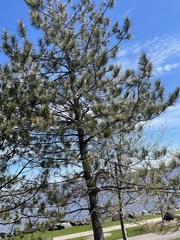Pinus