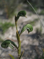 Pterostylis sargentii