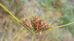 Cyperus polystachyos polystachyos
