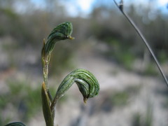Pterostylis sargentii