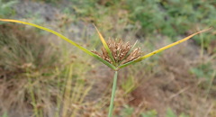 Cyperus polystachyos polystachyos