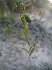 Pterostylis sargentii