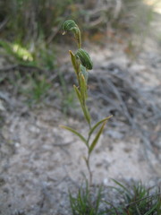 Pterostylis sargentii
