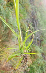 Cyperus polystachyos polystachyos