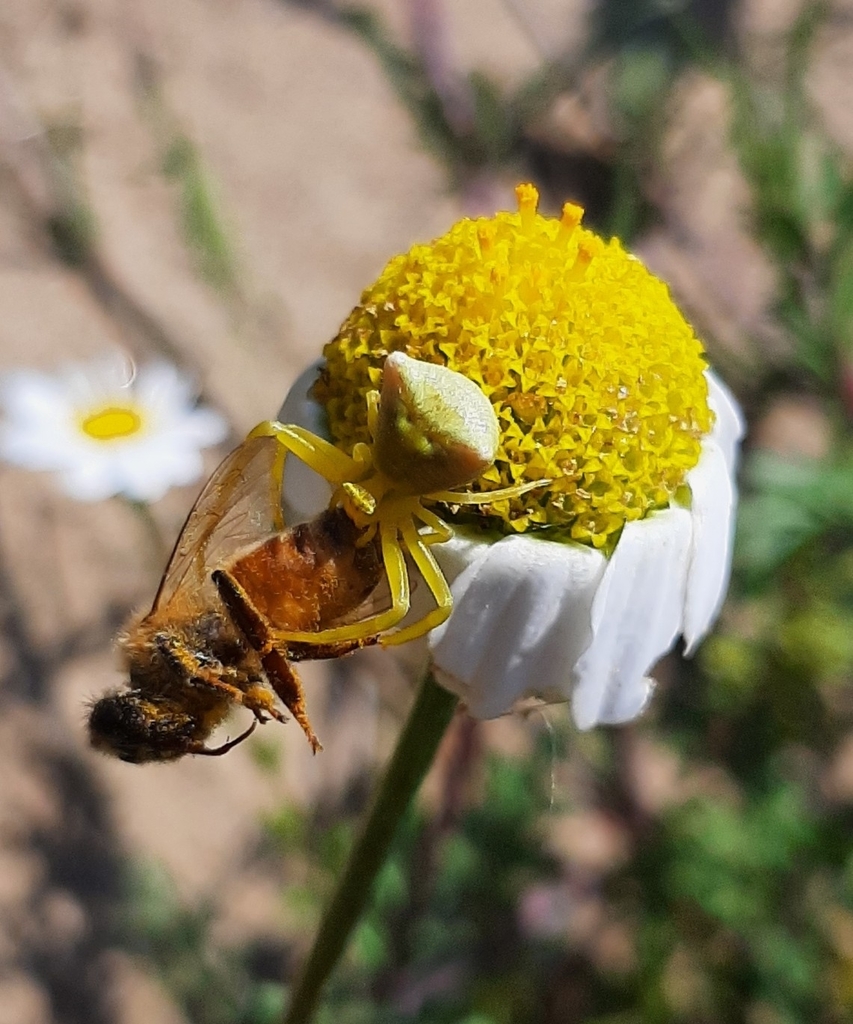 Heather crab spider