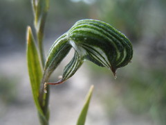 Pterostylis sargentii