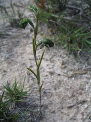 Pterostylis sargentii