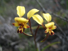 Diuris brachyscapa