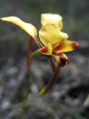 Diuris brachyscapa