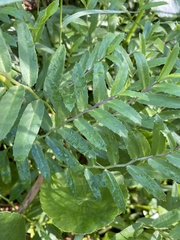 Lobelia concolor