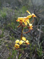 Diuris brachyscapa
