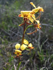 Diuris brachyscapa