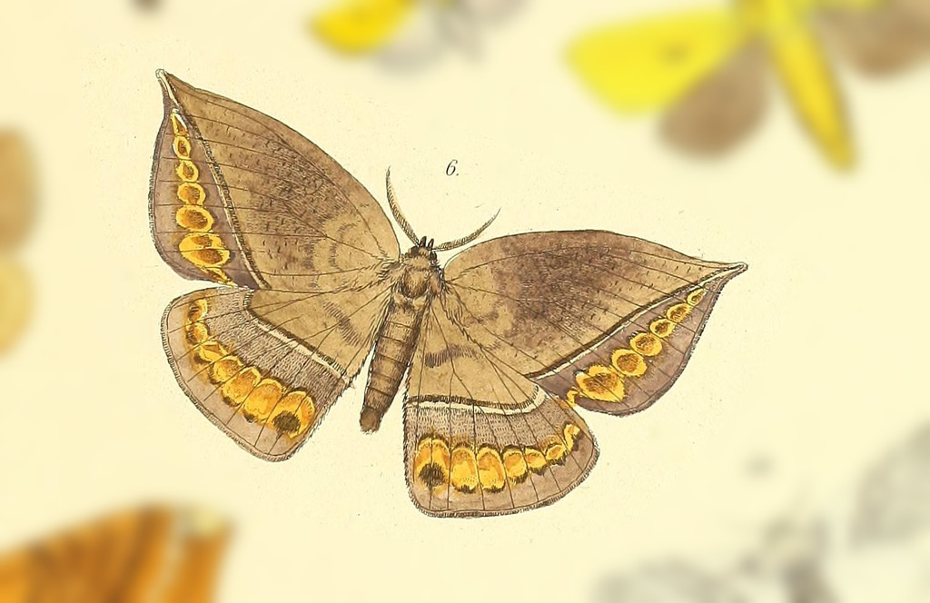 Homoeopteryx syssauroides