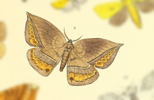 Homoeopteryx syssauroides