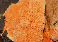 Gloeoporellus merulinus