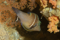 Canthigaster ocellicincta