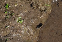 Pterostichus madidus