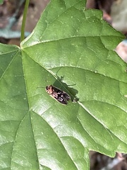 Atalantycha bilineata