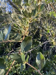 Cercocarpus betuloides blancheae