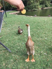 Anas platyrhynchos domesticus