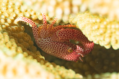 Trapezia rufopunctata