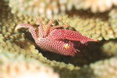 Trapezia rufopunctata