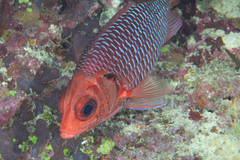 Sargocentron violaceum