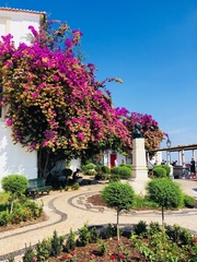 Bougainvillea