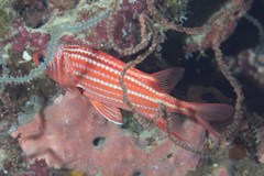 Sargocentron cornutum
