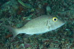 Lethrinus semicinctus