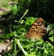 Pararge aegeria