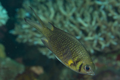 Chromis weberi