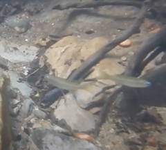 Pseudomugil signifer