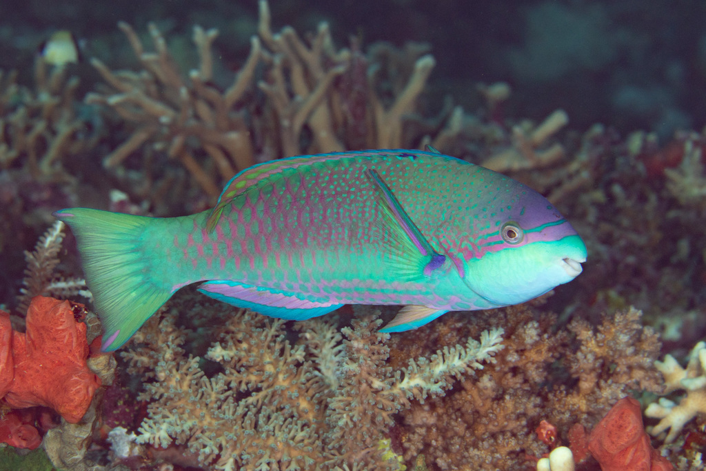 Globehead parrotfish (Scarus globiceps) — Scaridae