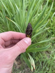 Asphodelus macrocarpus