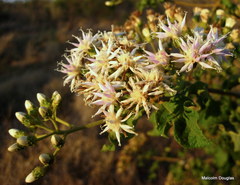 Vernonia colorata