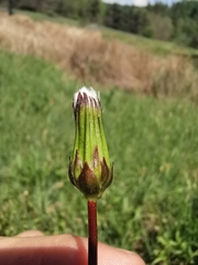 Taraxacum multilepis