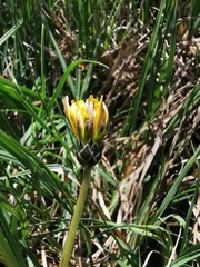 Taraxacum multilepis