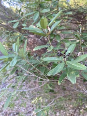 Gastrolobium bilobum